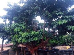 Ficus