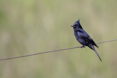 Knipolegus lophotes