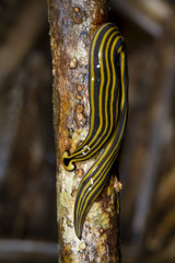 Humbertium girardi