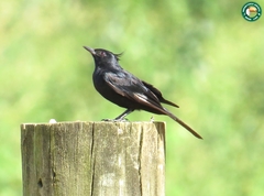 Knipolegus lophotes