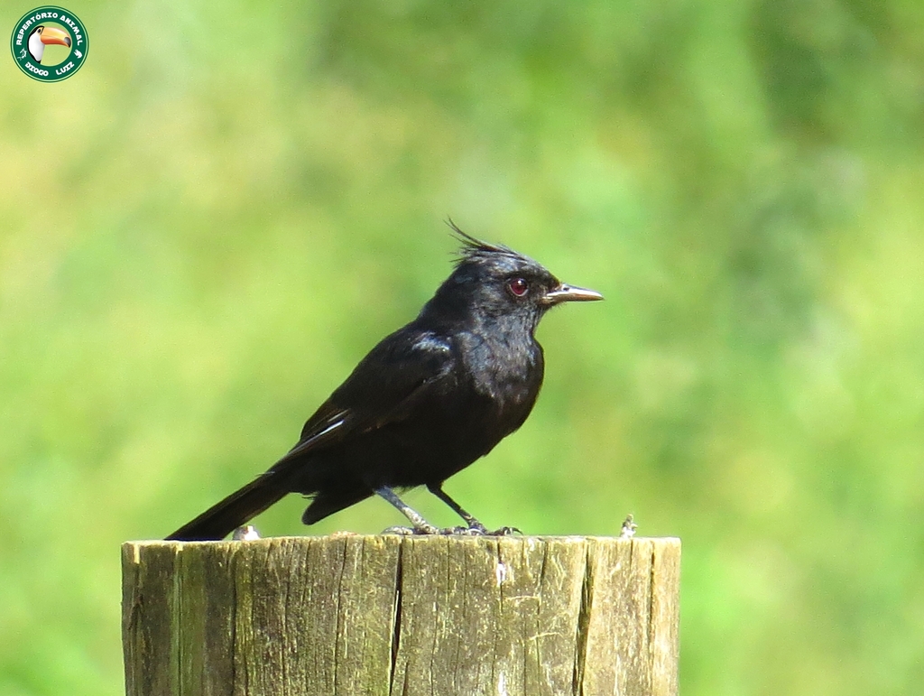 Crested Black-tyrant