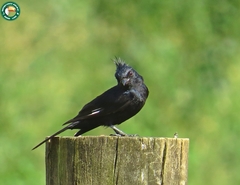 Knipolegus lophotes