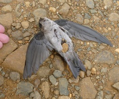 Collocalia esculenta