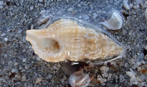 Cymatiella verrucosa, 2025-07-12