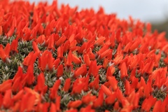 Anarthrophyllum desideratum