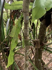 Drypetes dolichocarpa