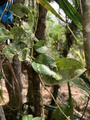 Drypetes dolichocarpa