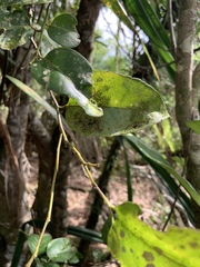 Drypetes dolichocarpa