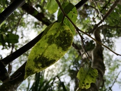 Drypetes dolichocarpa