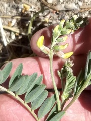 Astragalus douglasii parishii