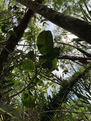 Drypetes dolichocarpa