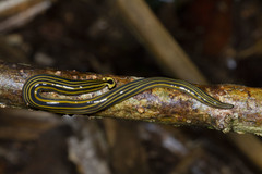 Humbertium girardi