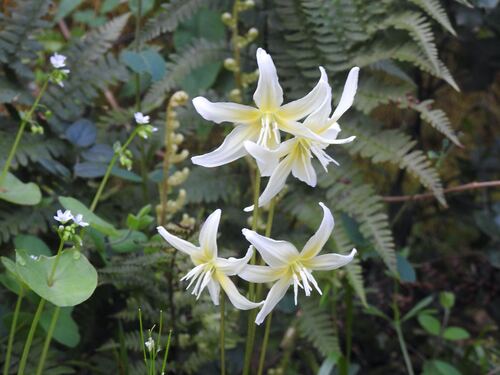Erythronium californicum, photograph 4