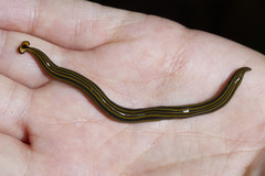 Humbertium girardi