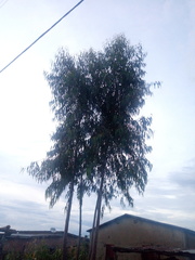 Eucalyptus camaldulensis