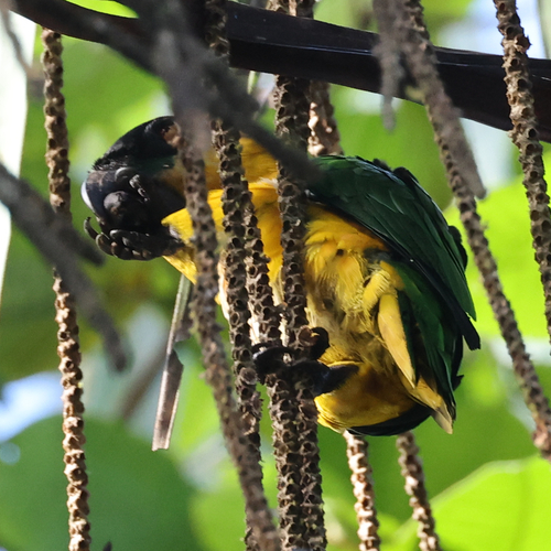 Black-headed Parrot (Pionites melanocephalus), photo 7