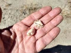 Astragalus douglasii parishii