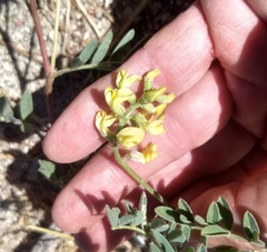 Astragalus douglasii parishii