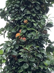 Ficus aurantiaca parvifolia