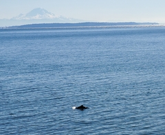 Phocoena phocoena vomerina