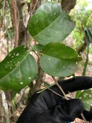 Drypetes dolichocarpa