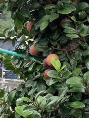 Ficus aurantiaca parvifolia