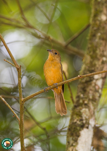 Flame-crested Tanager (Loriotus cristatus), photo 5