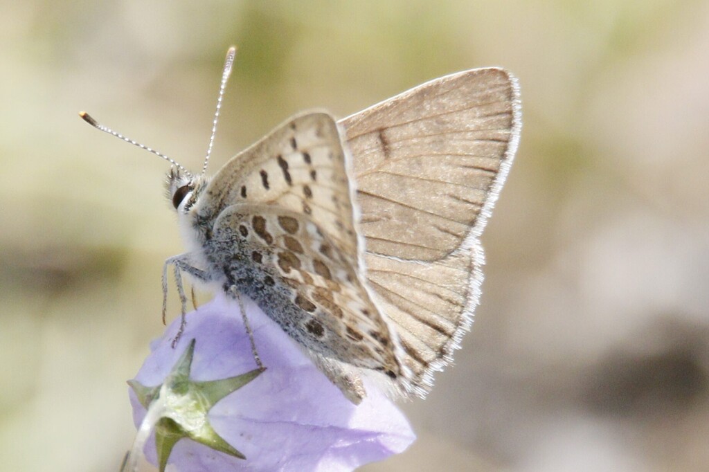 Edith's Copper