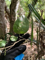 Drypetes dolichocarpa