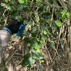 Drypetes dolichocarpa