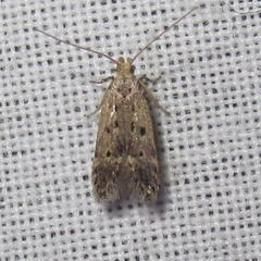 Neodactylota