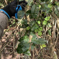 Drypetes dolichocarpa