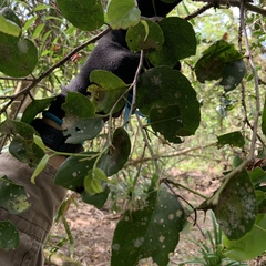 Drypetes dolichocarpa