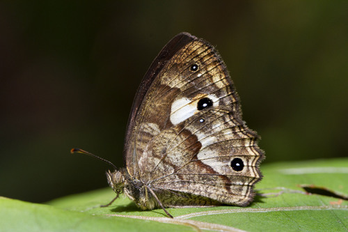 Heteropsis sabas