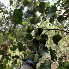 Drypetes dolichocarpa