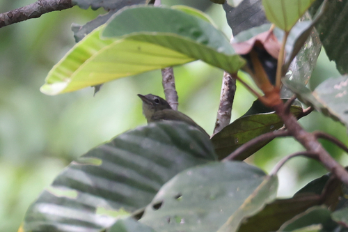 Grey-crowned Flatbill (Tolmomyias poliocephalus), photo 5