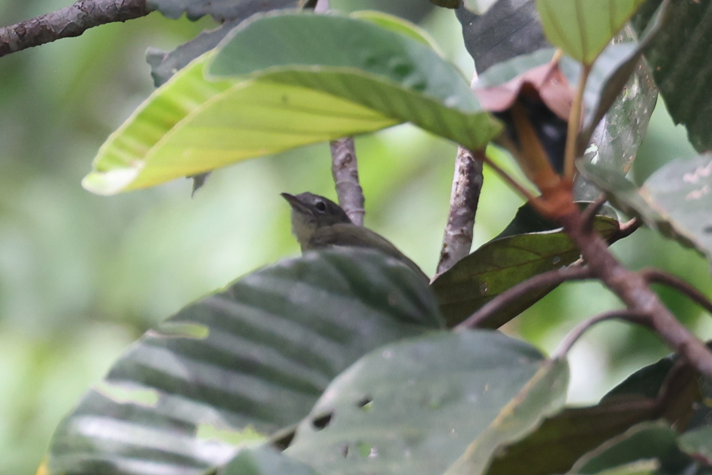 Grey-crowned Flatbill (Tolmomyias poliocephalus), photo 6