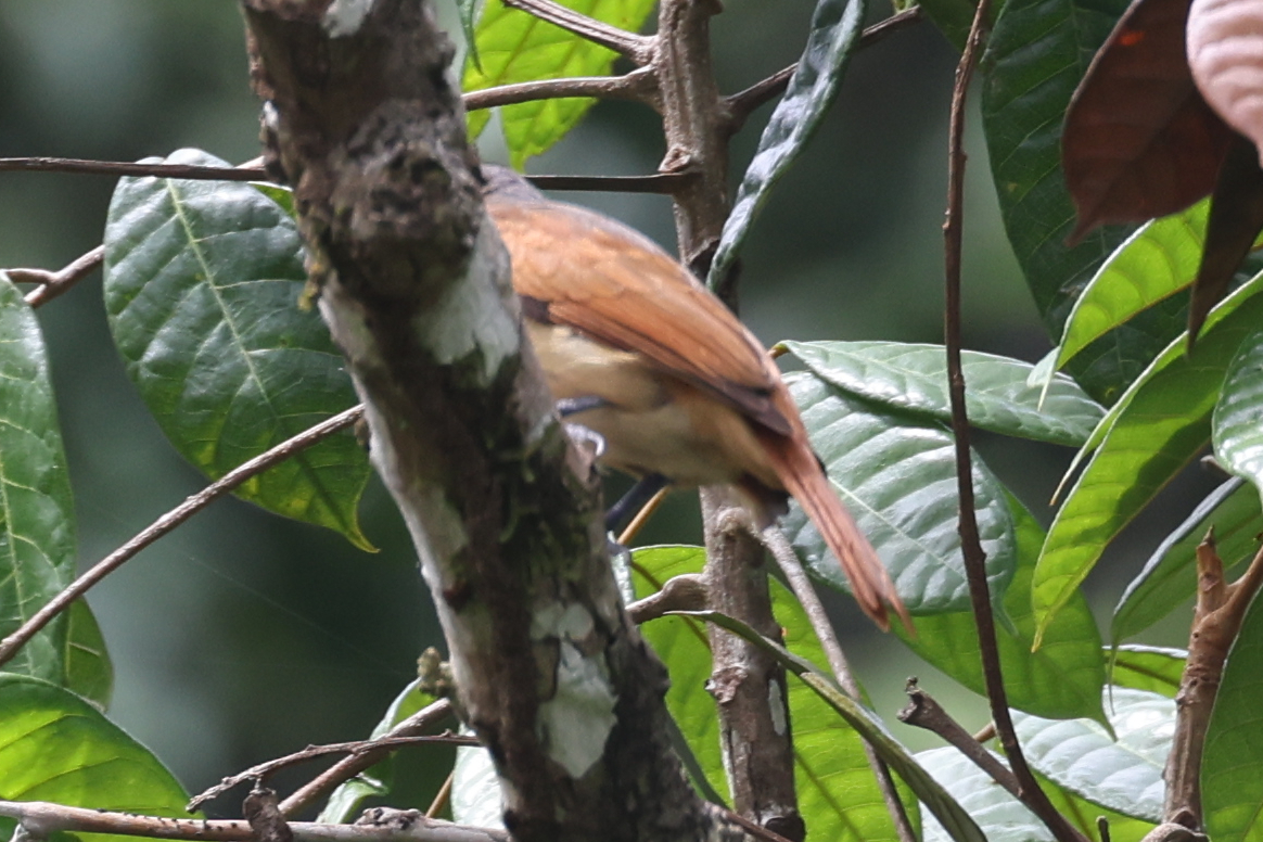 Pink-throated Becard (Pachyramphus minor), photo 3