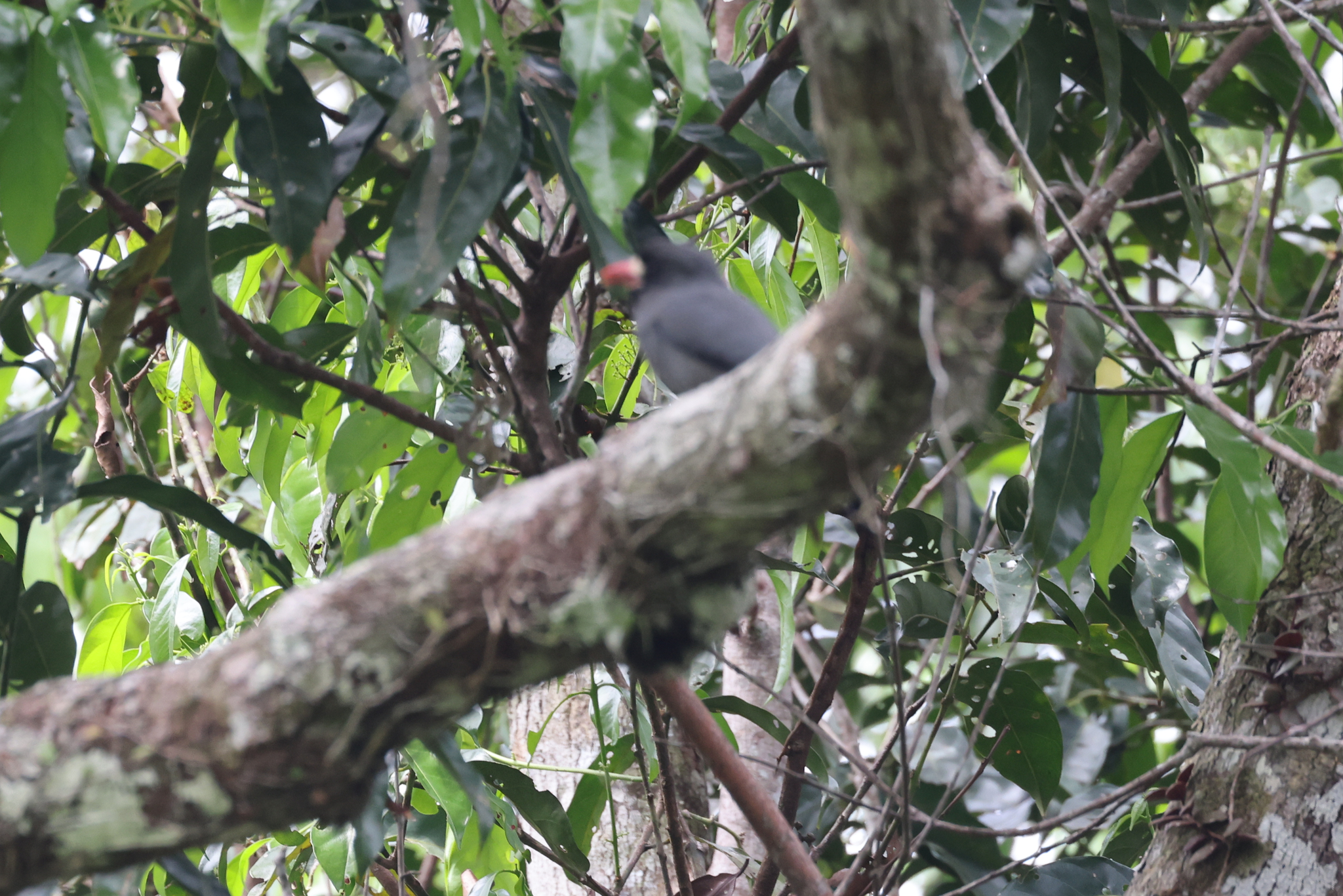 White-fronted Nunbird (Monasa morphoeus), photo 7