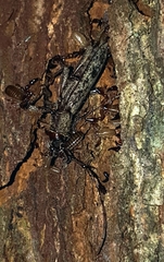 Elaphidion mucronatum