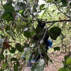 Drypetes dolichocarpa