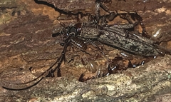 Elaphidion mucronatum