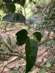 Drypetes dolichocarpa