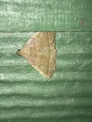 Zanclognatha obscuripennis