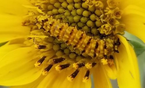 Yellow Sunflower Moth