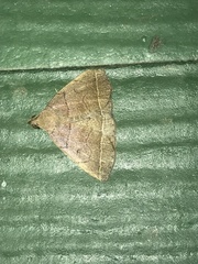 Zanclognatha obscuripennis