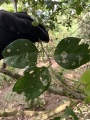 Drypetes dolichocarpa