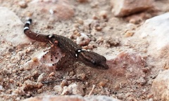 Sphaerodactylus glaucus