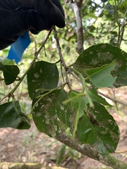 Drypetes dolichocarpa