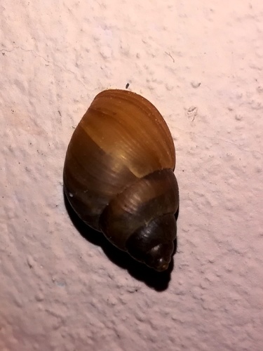 Brown Cone